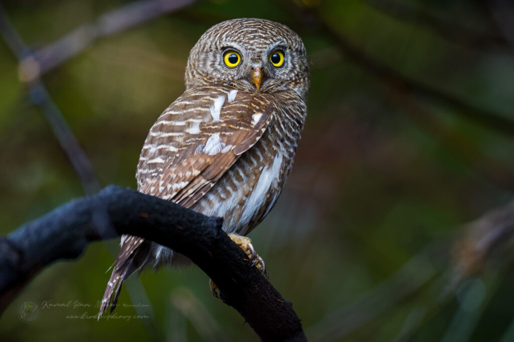 Asian Barred Owlet (Glaucidium cuculoides) (02)