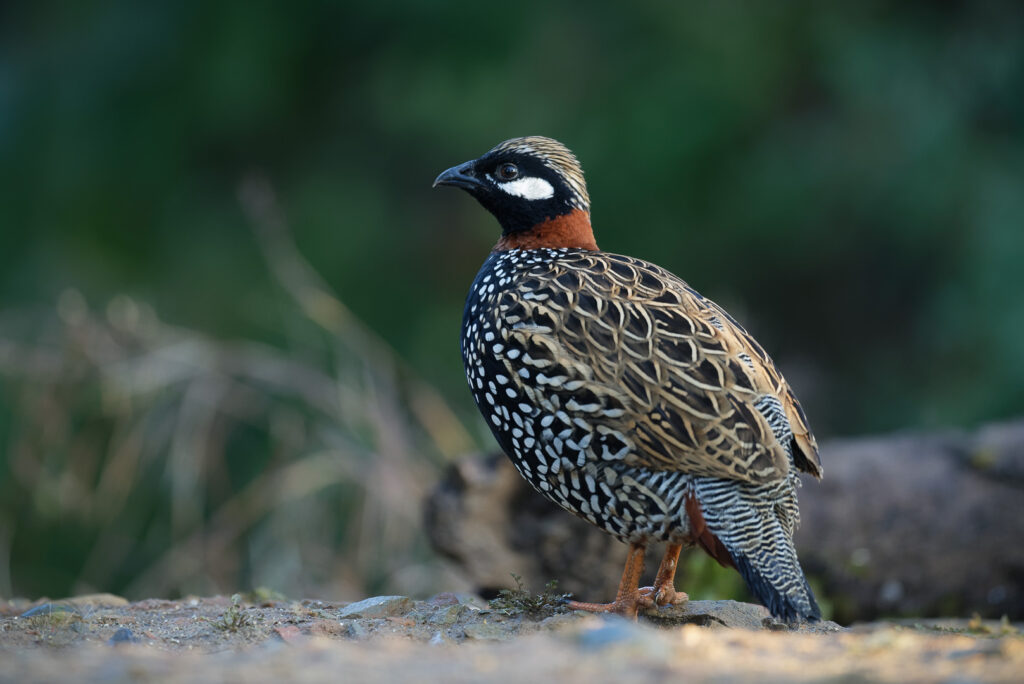 Black Francolin (Francolinus francolinus) (1)