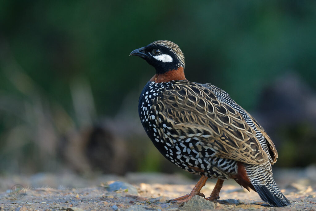 Black Francolin (Francolinus francolinus) (2)