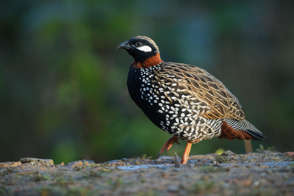 Black Francolin (Francolinus francolinus) (3)