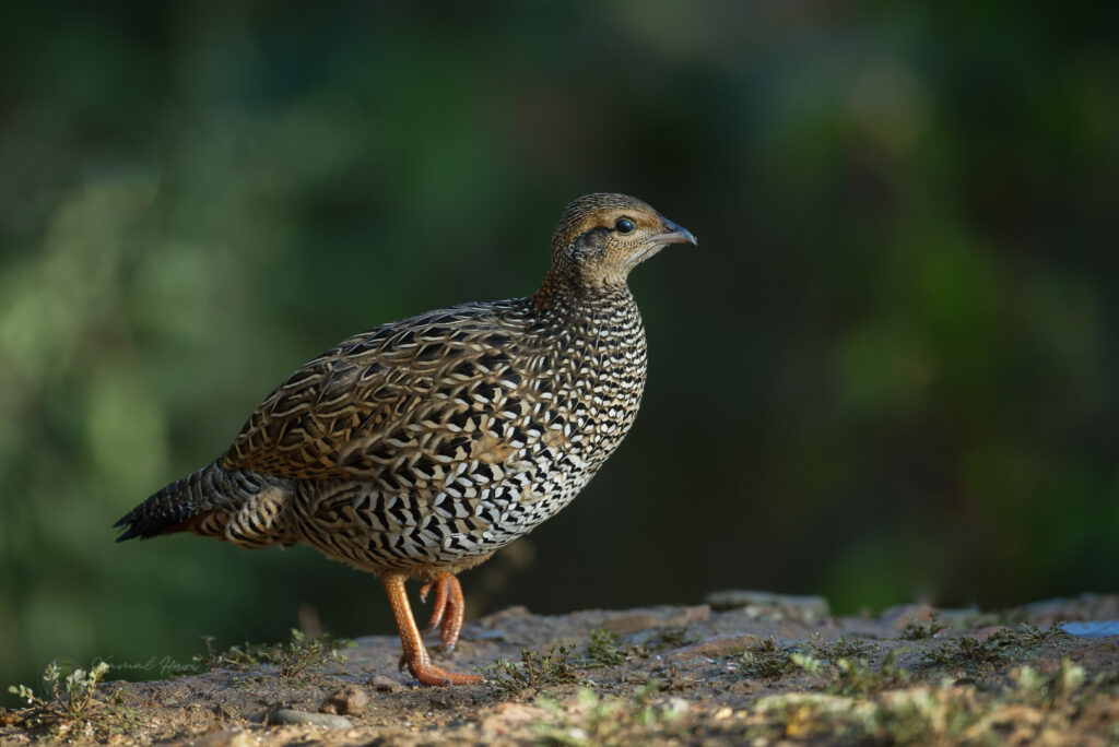 Black Francolin (Francolinus francolinus) (4)