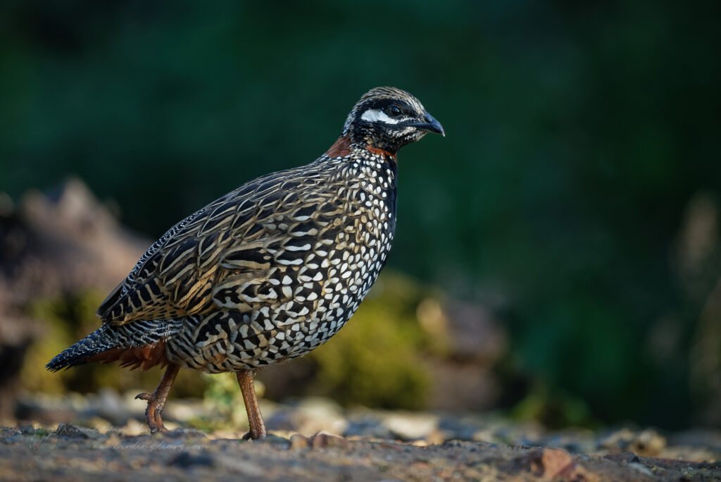 Black Francolin (Francolinus francolinus) (5)