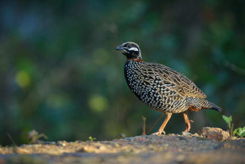 Black Francolin (Francolinus francolinus) (6)