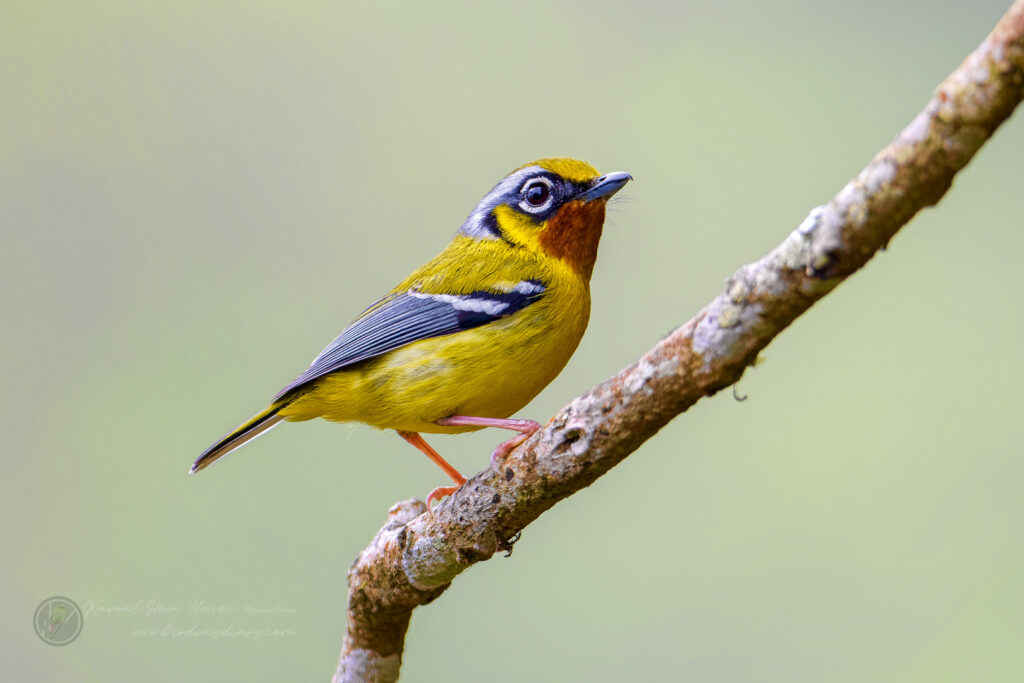 Black-eared Shrike-babbler (Pteruthius melanotis) (1)