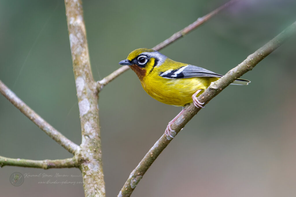 Black-eared Shrike-babbler (Pteruthius melanotis) (2)