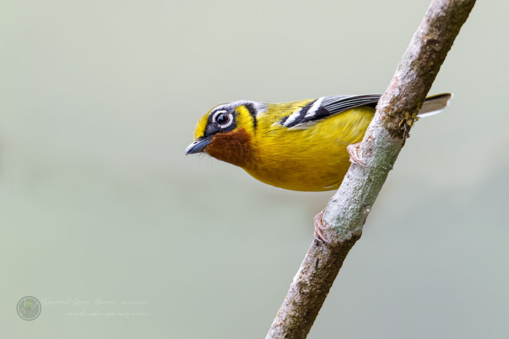 Black-eared Shrike-babbler (Pteruthius melanotis) (3)