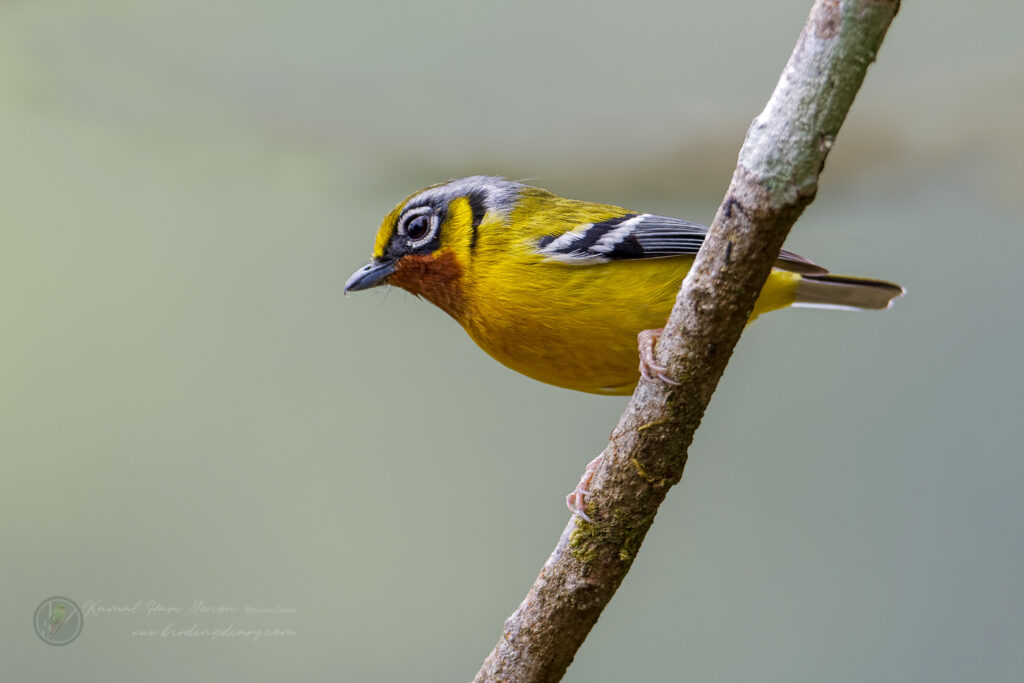 Black-eared Shrike-babbler (Pteruthius melanotis) (5)