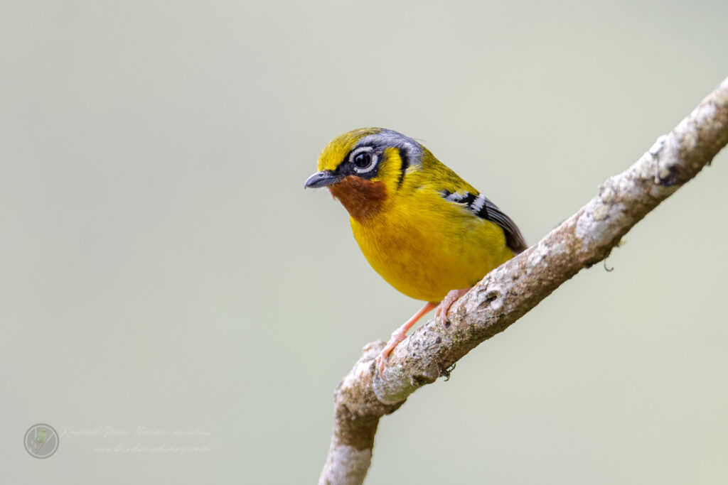 Black-eared Shrike-babbler (Pteruthius melanotis) (6)