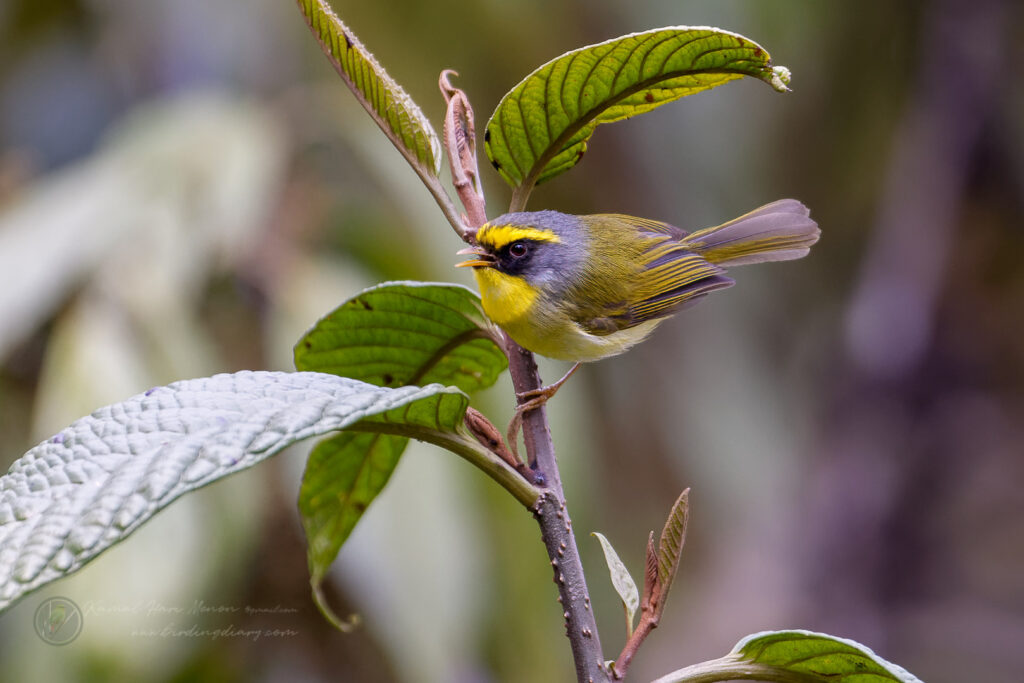 Black-faced Warbler (Abroscopus schisticeps) (1)