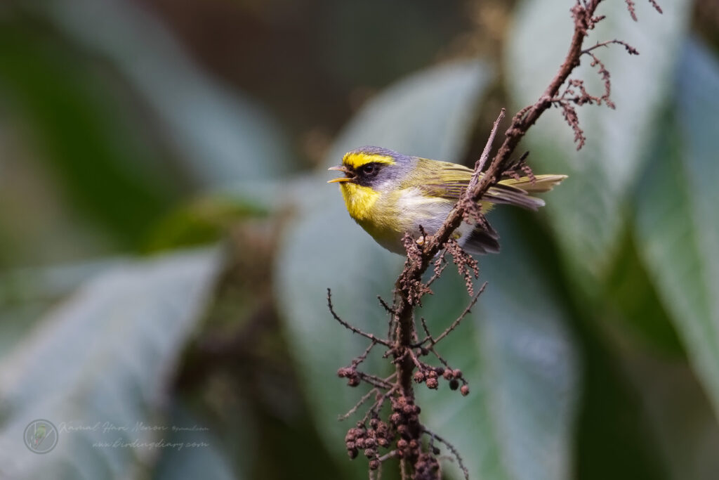 Black-faced Warbler (Abroscopus schisticeps) (2)