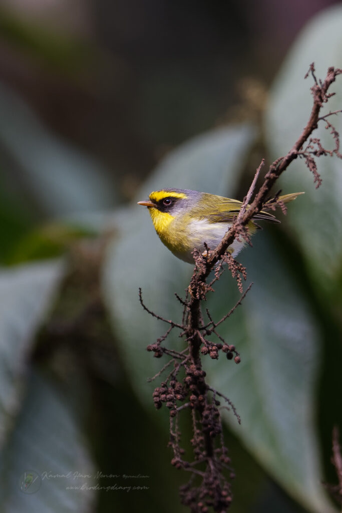 Black-faced Warbler (Abroscopus schisticeps) (3)