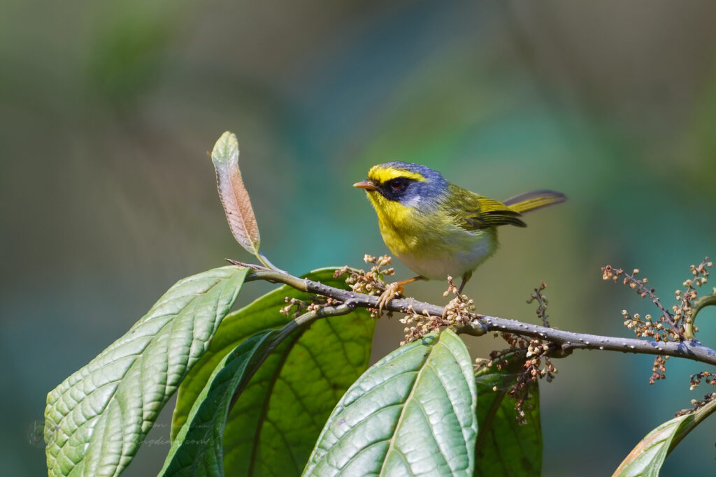 Black-faced Warbler (Abroscopus schisticeps) (4)