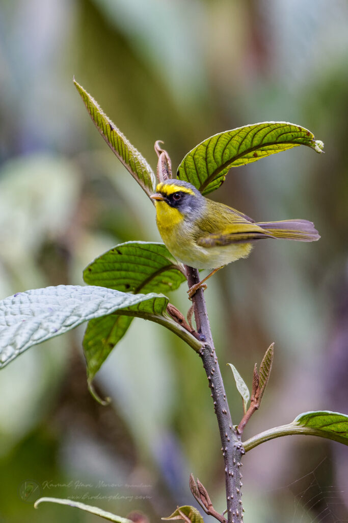 Black-faced Warbler (Abroscopus schisticeps) (5)