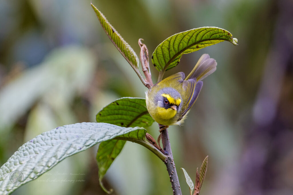 Black-faced Warbler (Abroscopus schisticeps) (6)