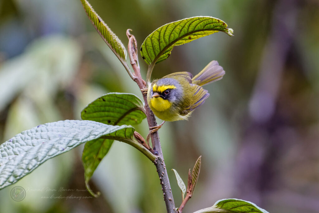 Black-faced Warbler (Abroscopus schisticeps) (7)