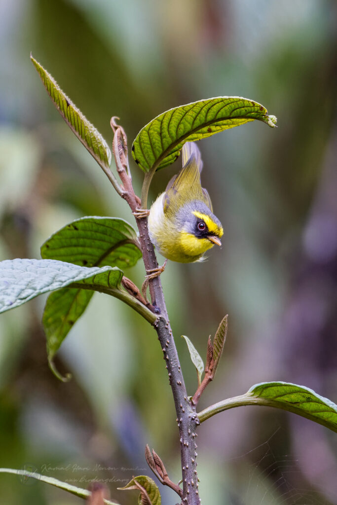 Black-faced Warbler (Abroscopus schisticeps) (8)