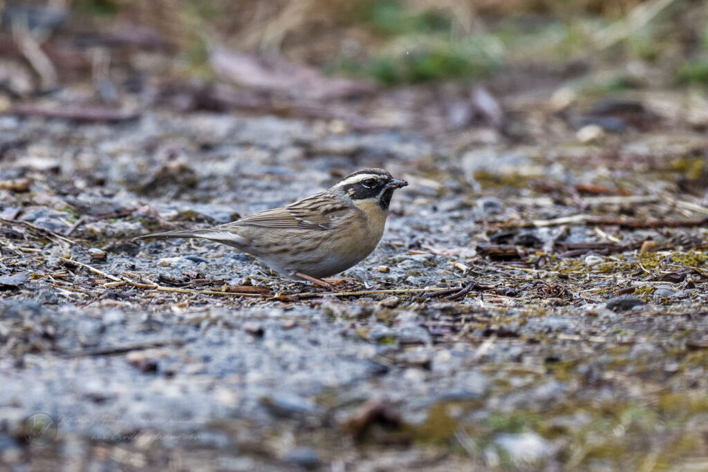 Black-throated Accentor (Prunella atrogularis) (1)