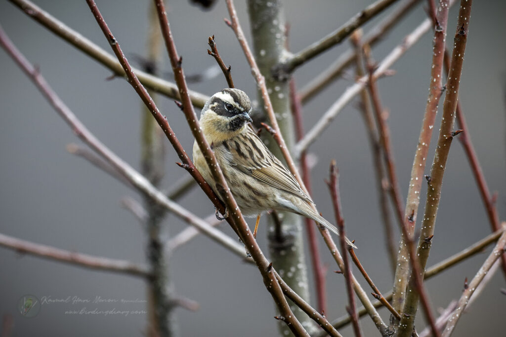 Black-throated Accentor (Prunella atrogularis) (2)