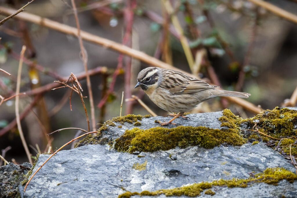 Black-throated Accentor (Prunella atrogularis) (3)