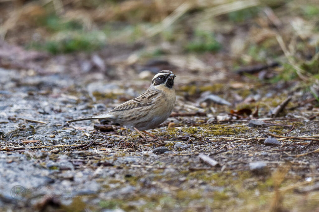 Black-throated Accentor (Prunella atrogularis) (4)