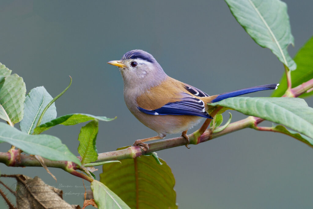 Blue-winged Minla (Siva cyanouroptera) (1)