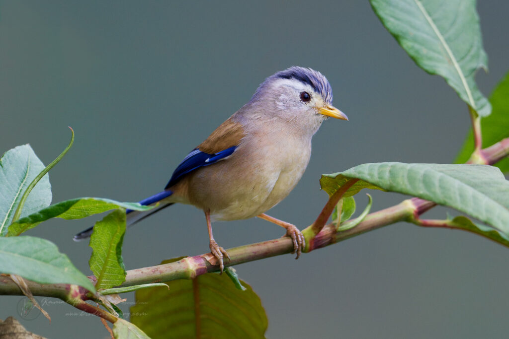 Blue-winged Minla (Siva cyanouroptera) (2)