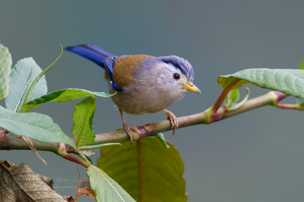 Blue-winged Minla (Siva cyanouroptera) (3)