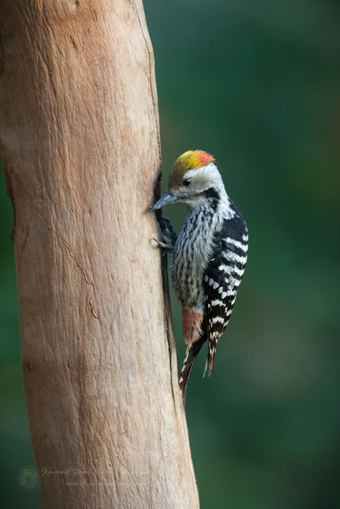 Brown-fronted Woodpecker (Leiopicus auriceps) (1)