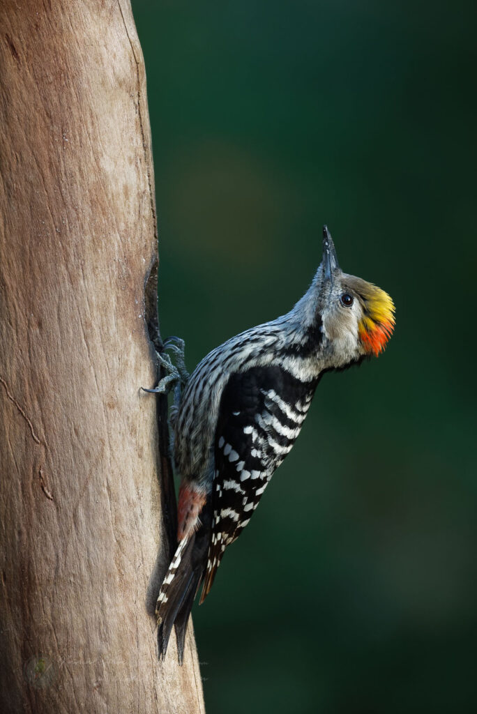 Brown-fronted Woodpecker (Leiopicus auriceps) (2)