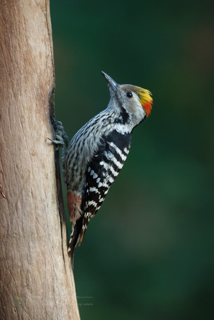 Brown-fronted Woodpecker (Leiopicus auriceps) (3)