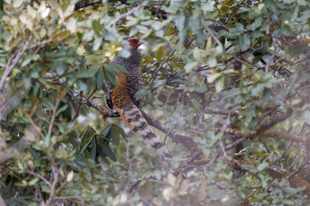 Cheer Pheasant (Catreus wallichii) (2)