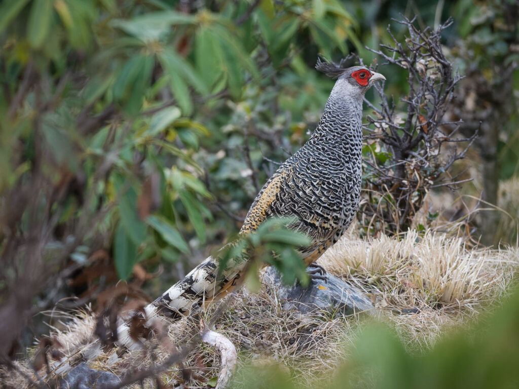 Cheer Pheasant (Catreus wallichii) (3)