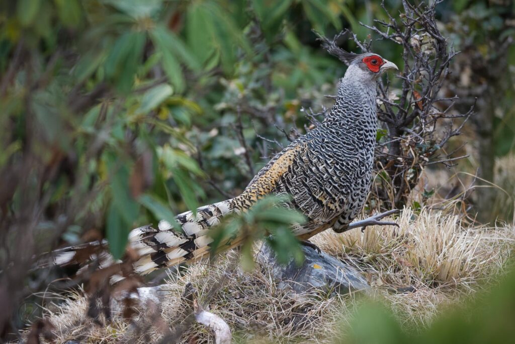 Cheer Pheasant (Catreus wallichii) (6)