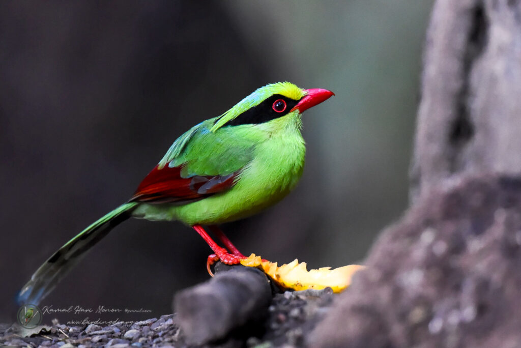 Common Green Magpie (Cissa chinensis)