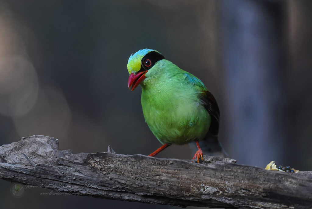 Common Green Magpie (Cissa chinensis)01