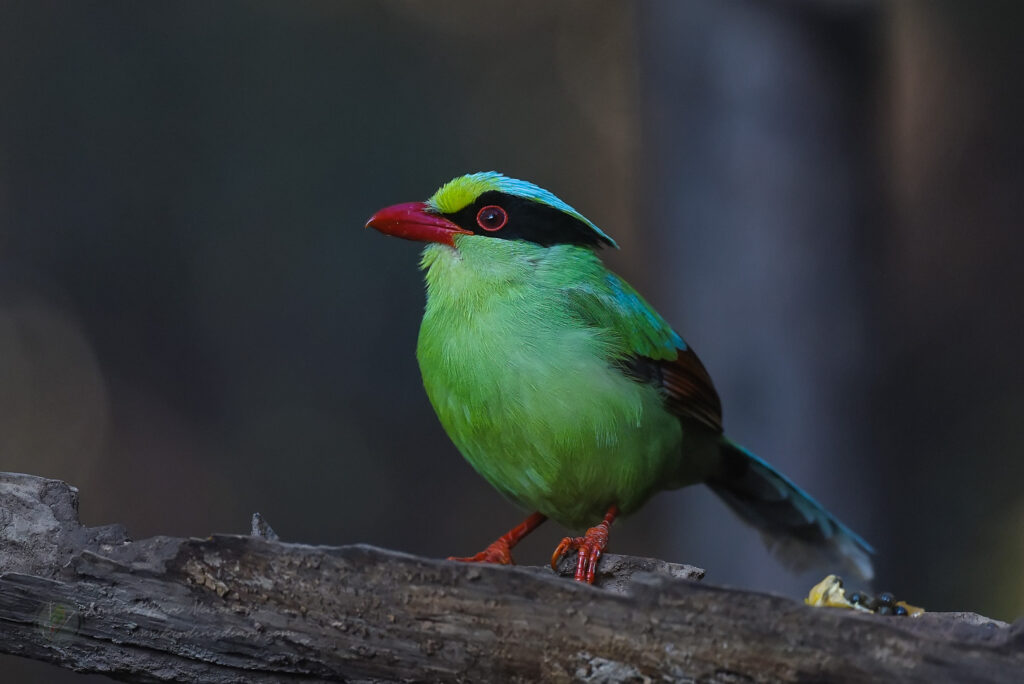 Common Green Magpie (Cissa chinensis)02