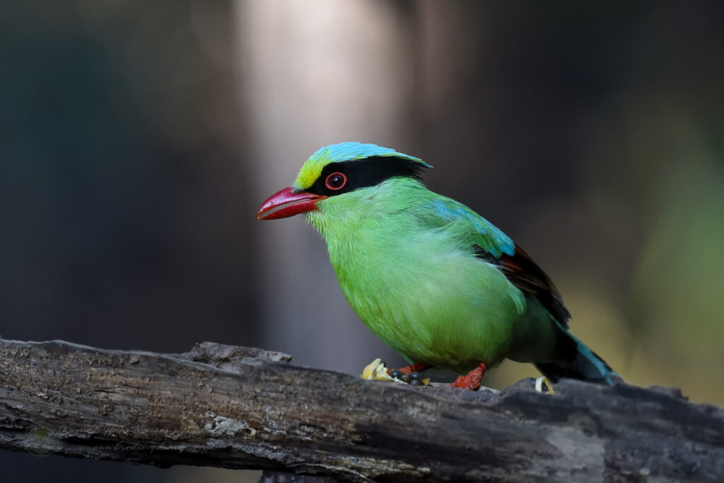 Common Green Magpie (Cissa chinensis)03