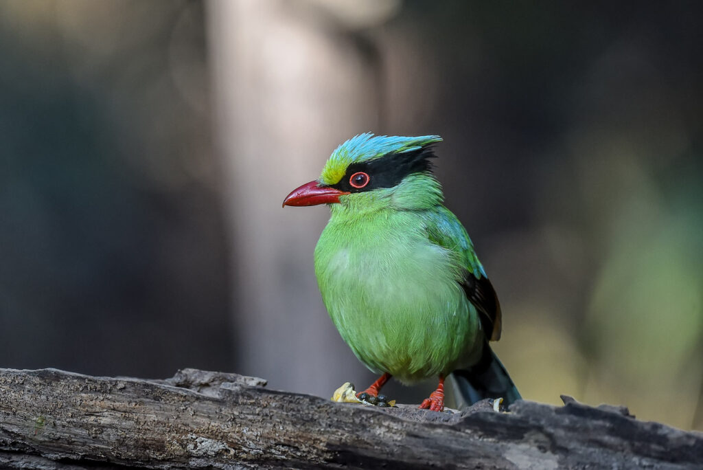 Common Green Magpie (Cissa chinensis)04