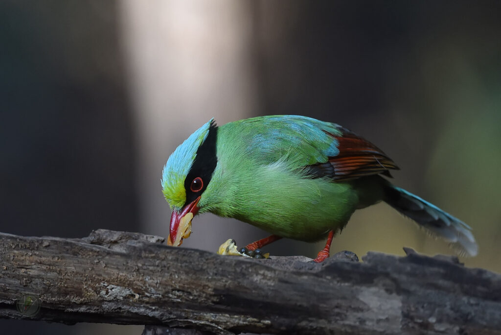 Common Green Magpie (Cissa chinensis)05