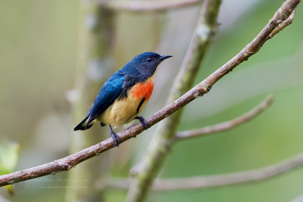 Fire-breasted Flowerpecker (Dicaeum ignipectus) (1)