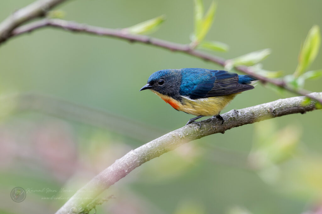 Fire-breasted Flowerpecker (Dicaeum ignipectus) (2)