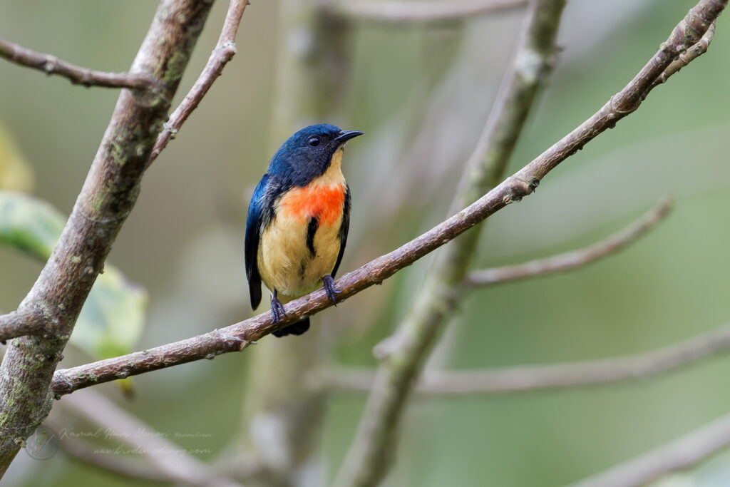 Fire-breasted Flowerpecker (Dicaeum ignipectus) (3)