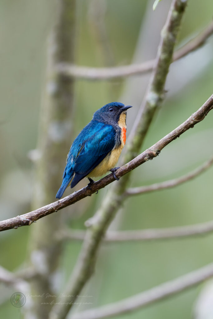 Fire-breasted Flowerpecker (Dicaeum ignipectus) (4)