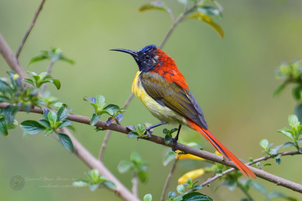 Fire-tailed Sunbird (Aethopyga ignicauda) (1)