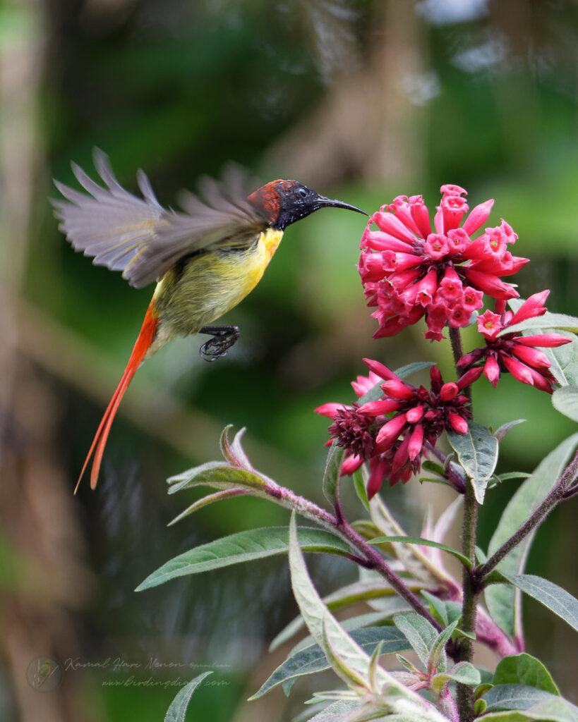 Fire-tailed Sunbird (Aethopyga ignicauda) (10)