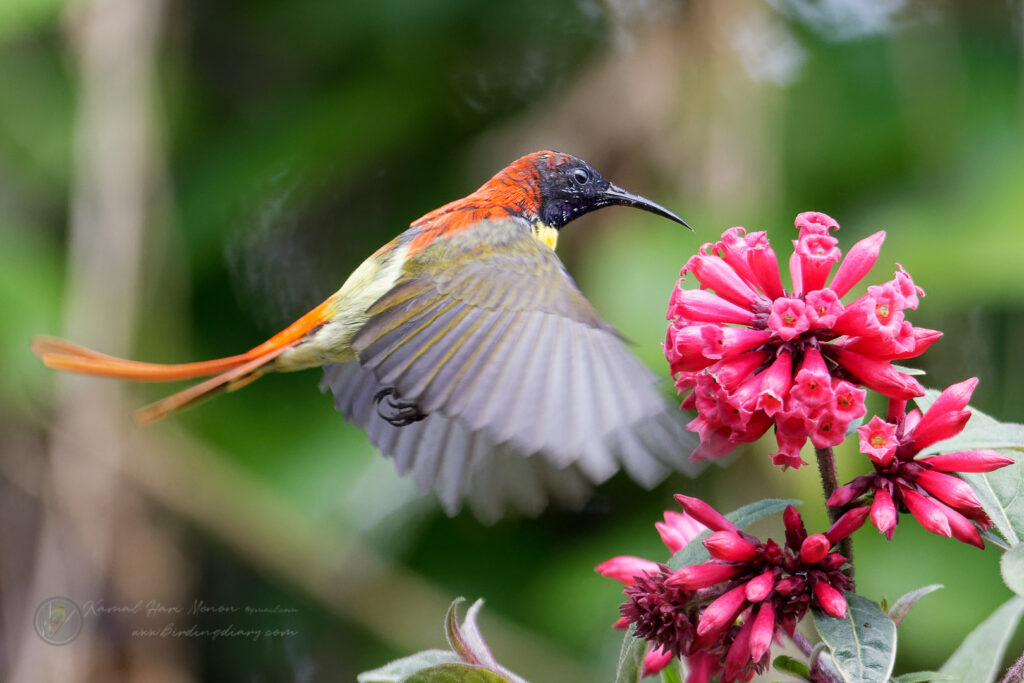 Fire-tailed Sunbird (Aethopyga ignicauda) (11)