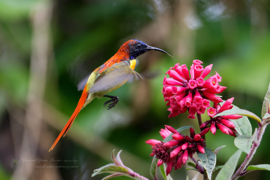 Fire-tailed Sunbird (Aethopyga ignicauda) (12)