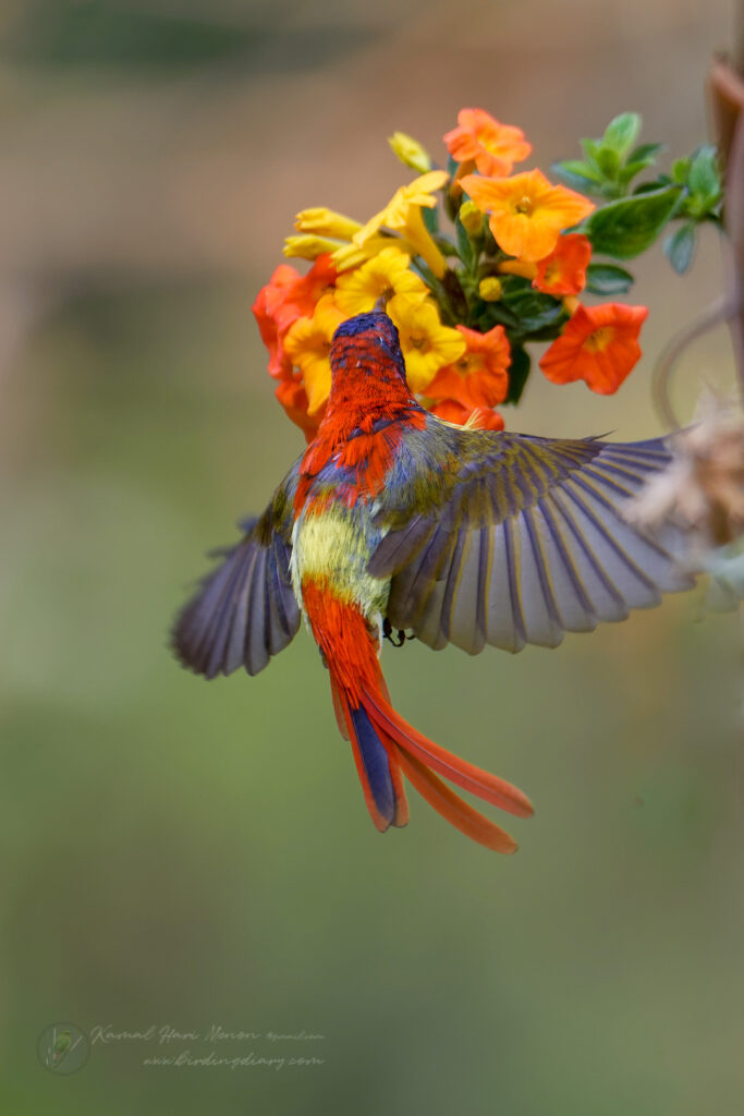 Fire-tailed Sunbird (Aethopyga ignicauda) (13)