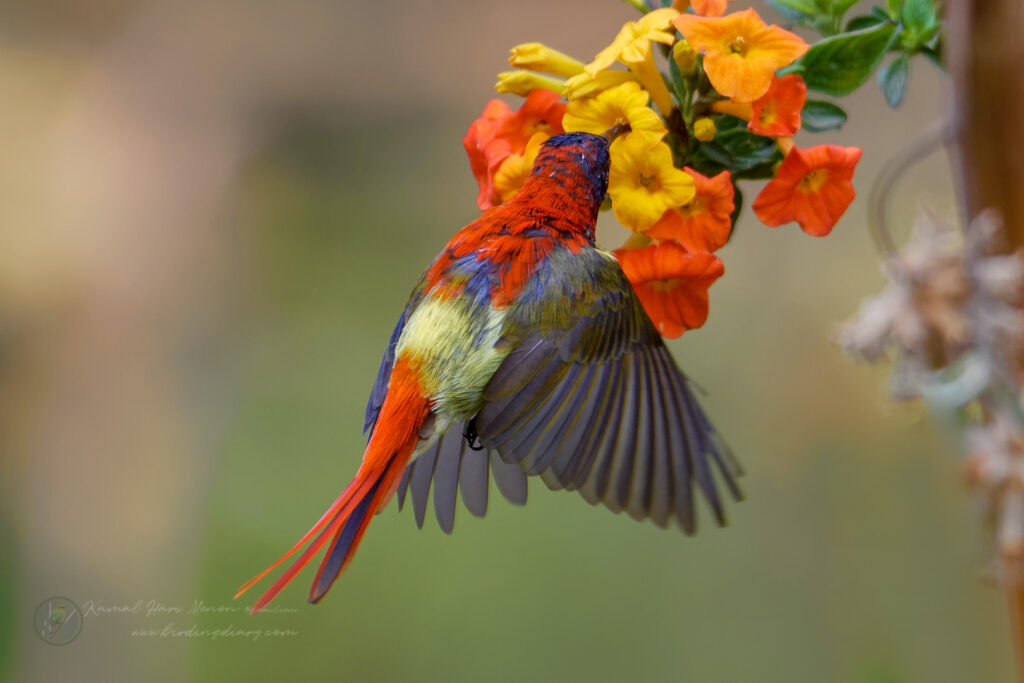 Fire-tailed Sunbird (Aethopyga ignicauda) (14)