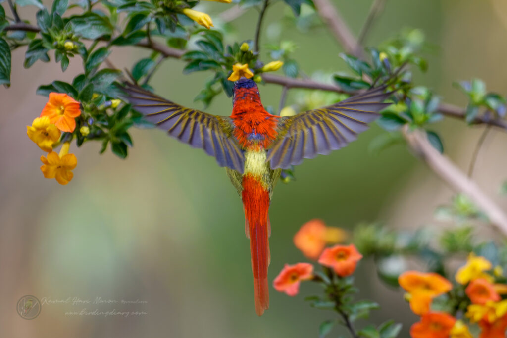 Fire-tailed Sunbird (Aethopyga ignicauda) (15)